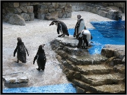 Pingwiny, Zoo